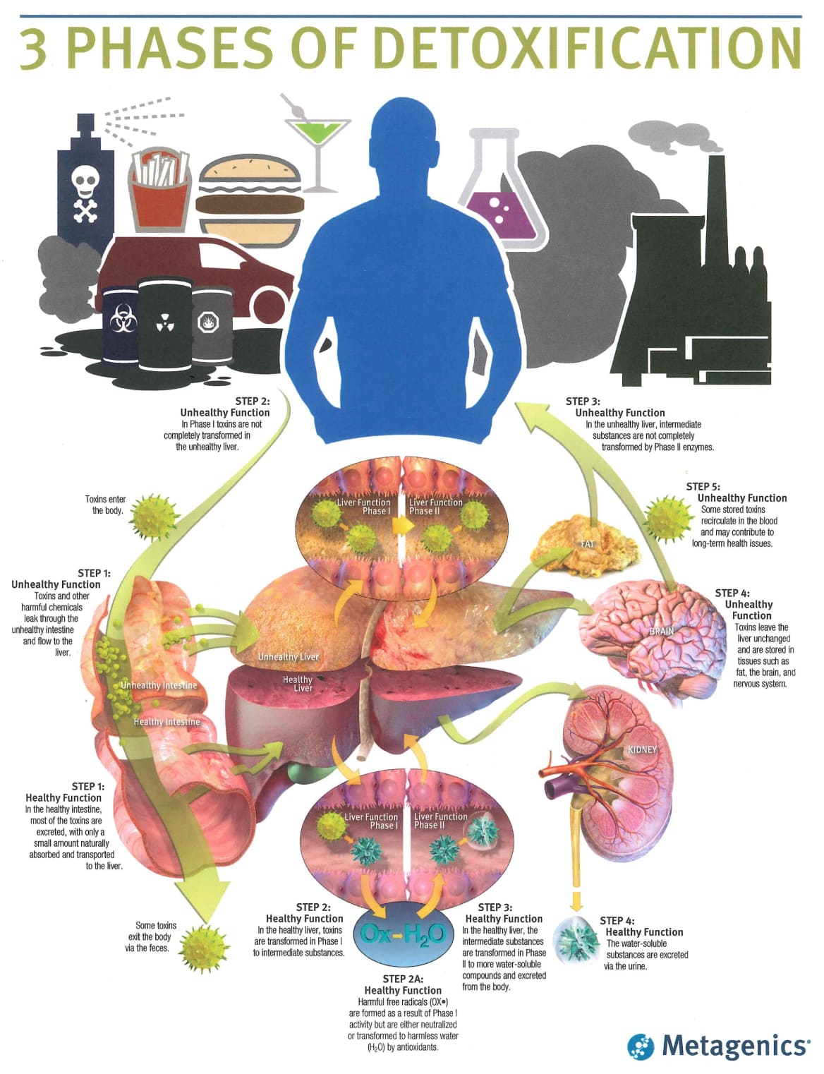 Phases of Detoxification